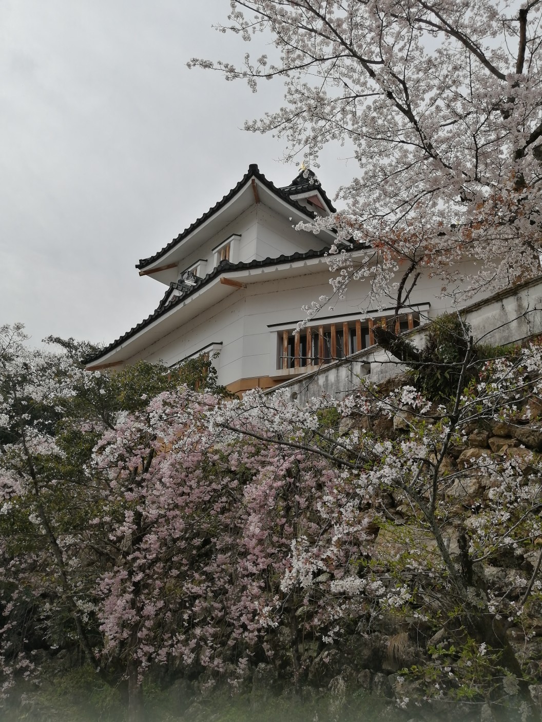 美濃市桜散策 小倉公園 美濃橋 うだつの町並み Tarotanさんのウォーキングの活動データ Yamap ヤマップ
