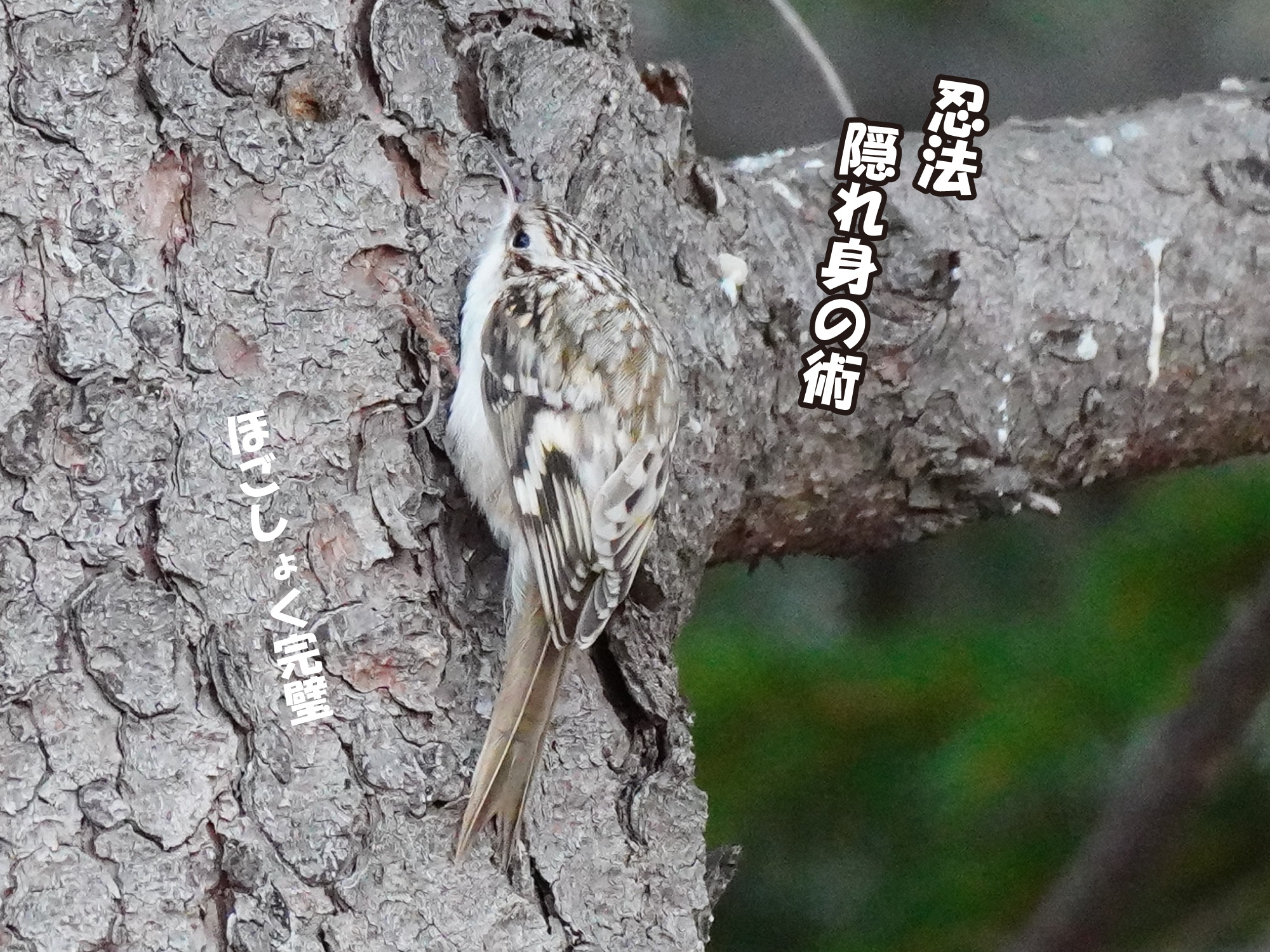 シマエナガは北海道にしかいないのは有名で Sammyさんのモーメント Yamap ヤマップ