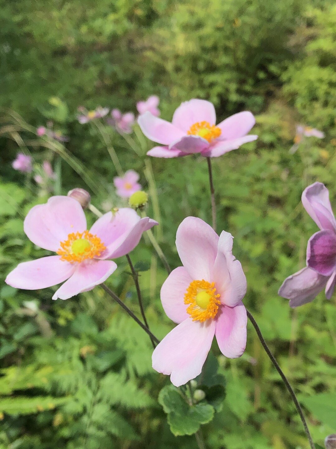 ポンポン山系花詣 10月 ポンポン天使からの届け物 ポンポン山 釈迦岳 小塩山 若山の写真13枚目 秋明菊 シュウメイギク 秋に菊に似た Yamap ヤマップ