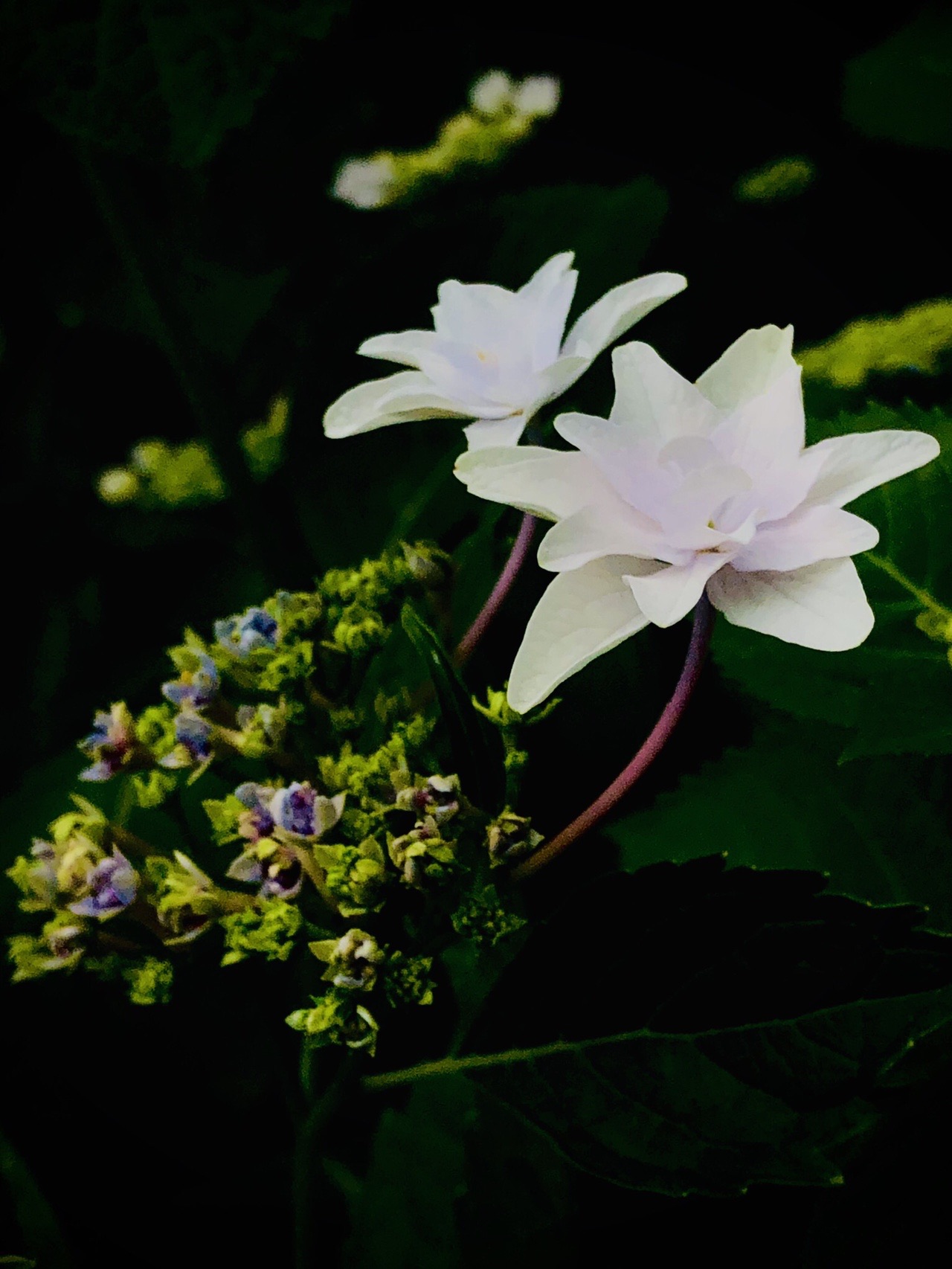ポンポン山系花綴り 6月 きせきのきせき 神峯山の森 自然園と楊梅山 やまたいらさんのポンポン山 釈迦岳 小塩山 若山の活動日記 Yamap ヤマップ