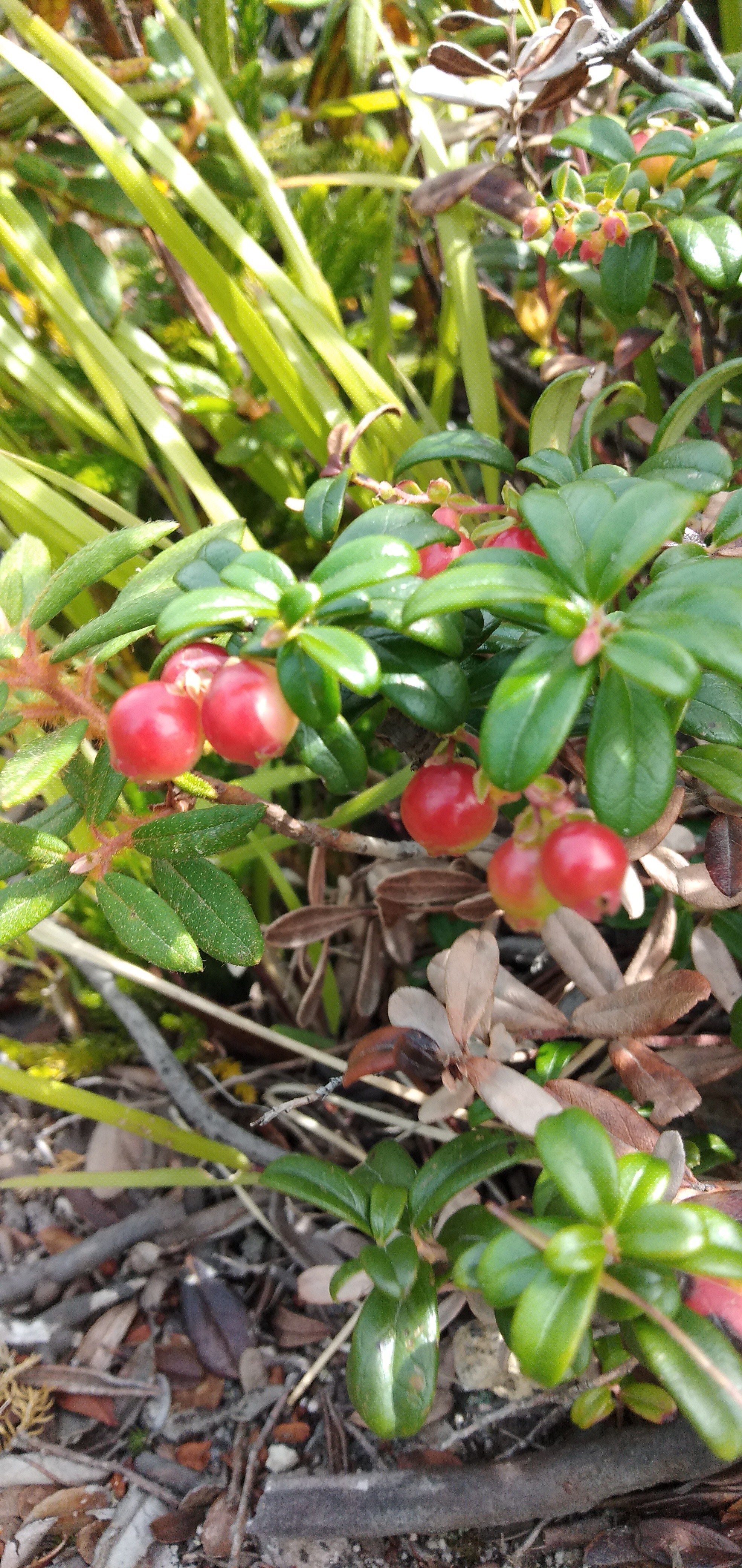 探しの冒険 ゆかさんの樽前山 風不死岳の活動日記 Yamap ヤマップ