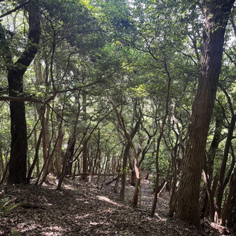 五井山・宮路山・御堂山 少し林道歩いて猪避けの柵を開けて山に入ります