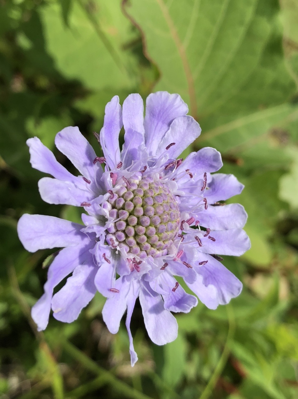 美ヶ原 花図鑑 Tfさんの美ヶ原の活動データ Yamap ヤマップ