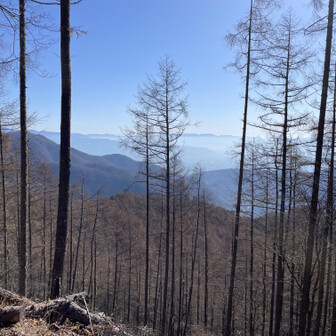 鳳凰山・地蔵岳・観音岳・薬師岳 カラマツ林越しの甲府盆地を眺めながら来た道を戻る。