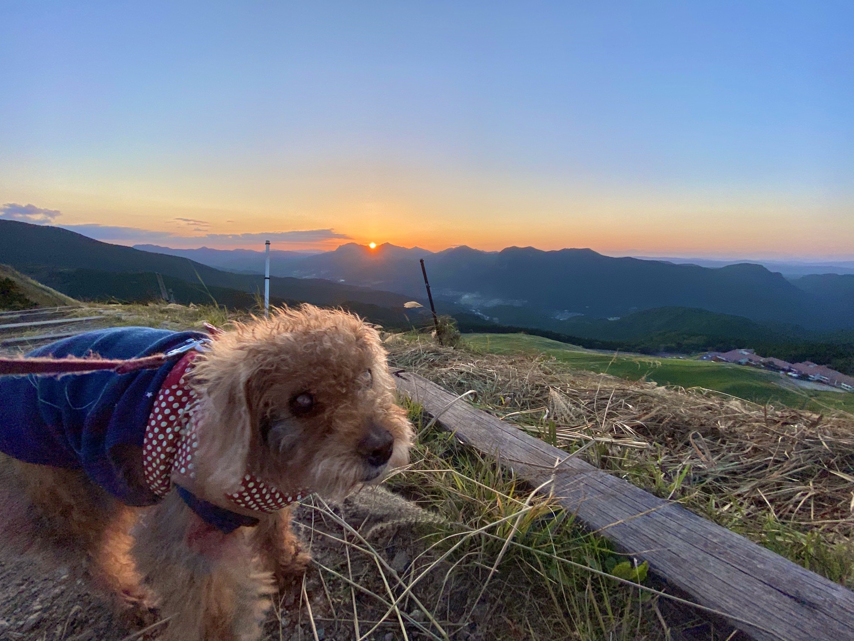 16歳のおばあちゃん犬めろんと初めての山登り 曽爾高原 こけし56さんの倶留尊山 曽爾高原 古光山の活動データ Yamap ヤマップ