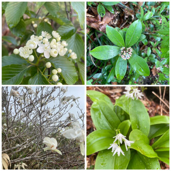 経ヶ岳・法恩寺山 お花たち1