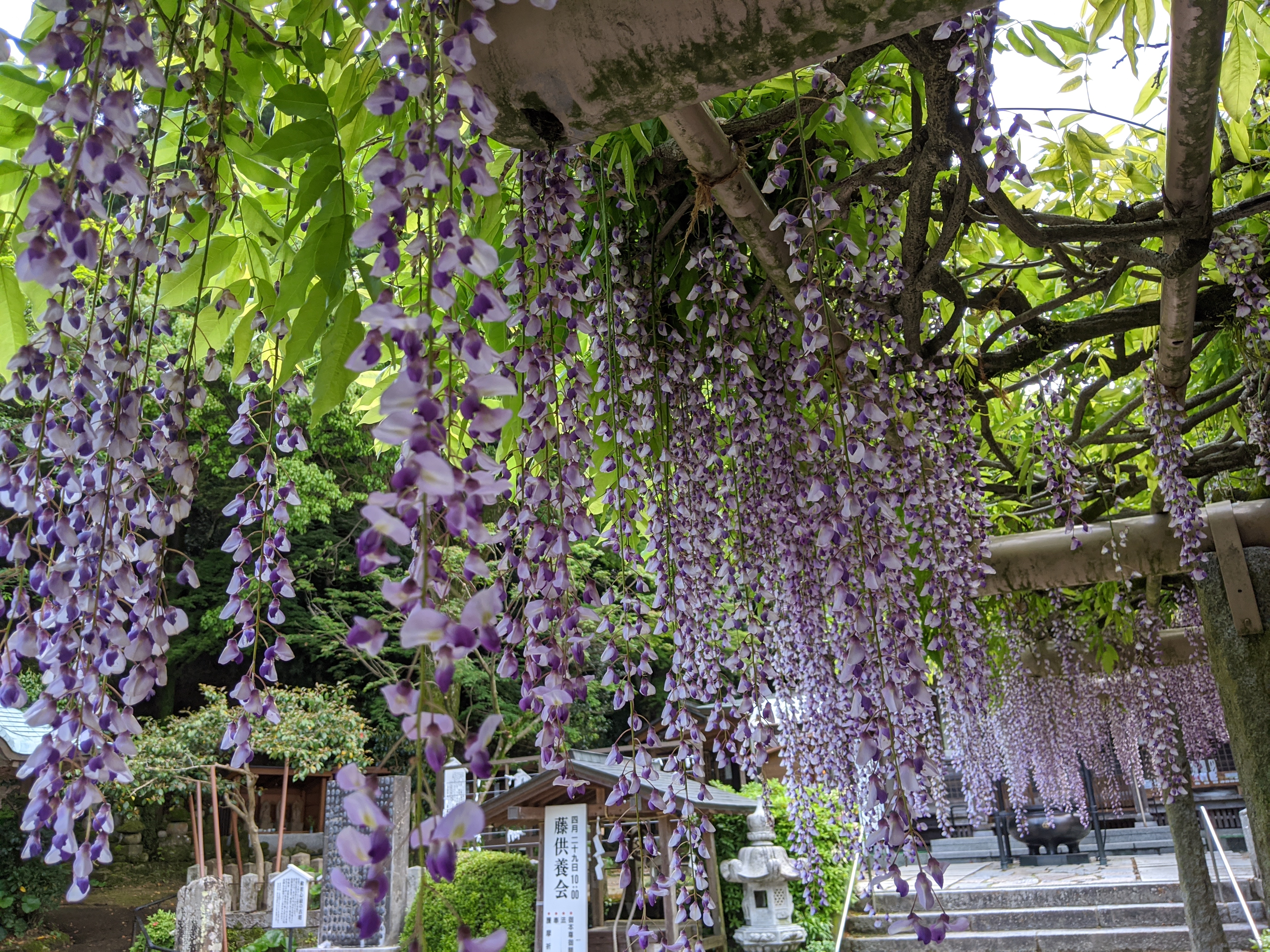 武蔵寺 藤 Etc 05 04 Gyuさんの天拝山 基山の活動データ Yamap ヤマップ