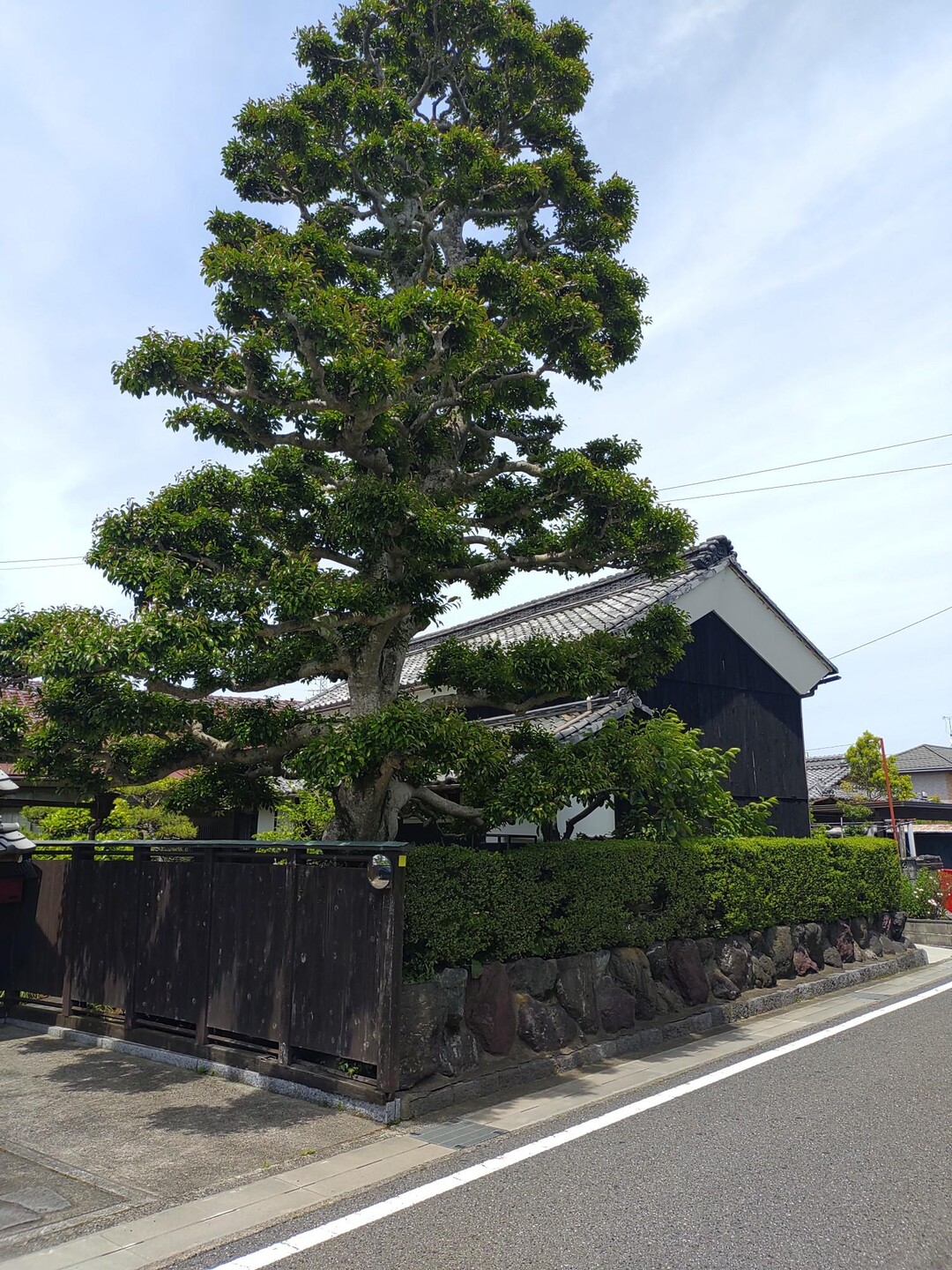 竹千代 中山道をゆく⑦（垂井宿→赤坂宿→美江寺宿）-2023-05-21