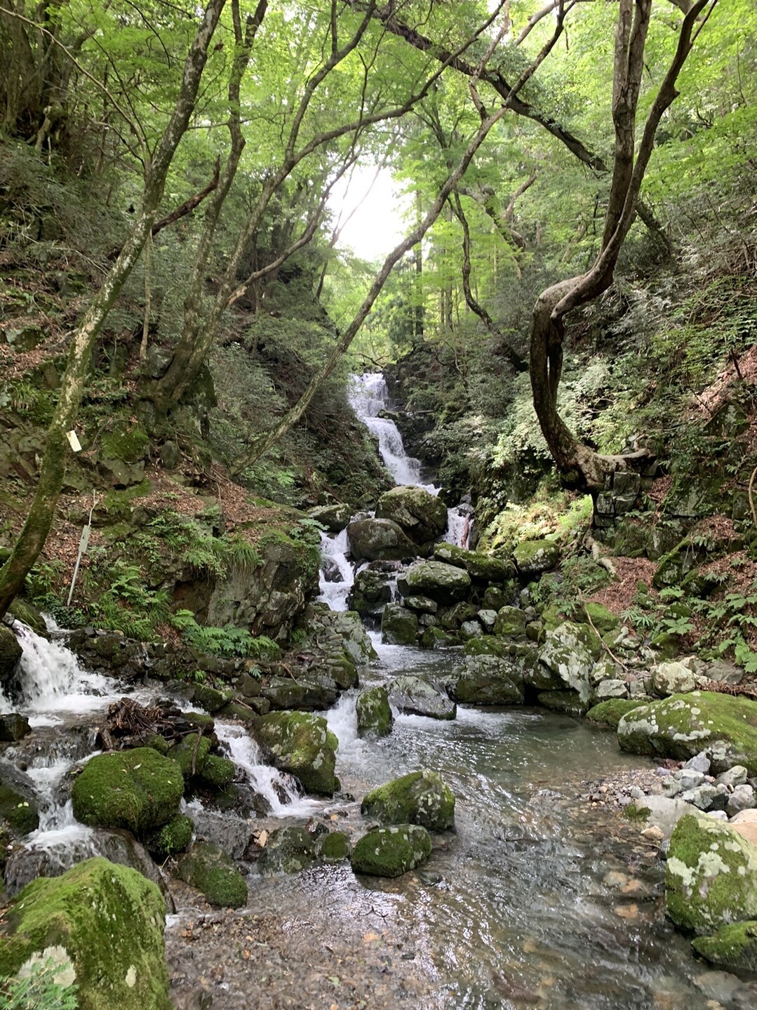 那岐山 Kazushigeさんの那岐山 滝山 広戸山の活動日記 Yamap ヤマップ