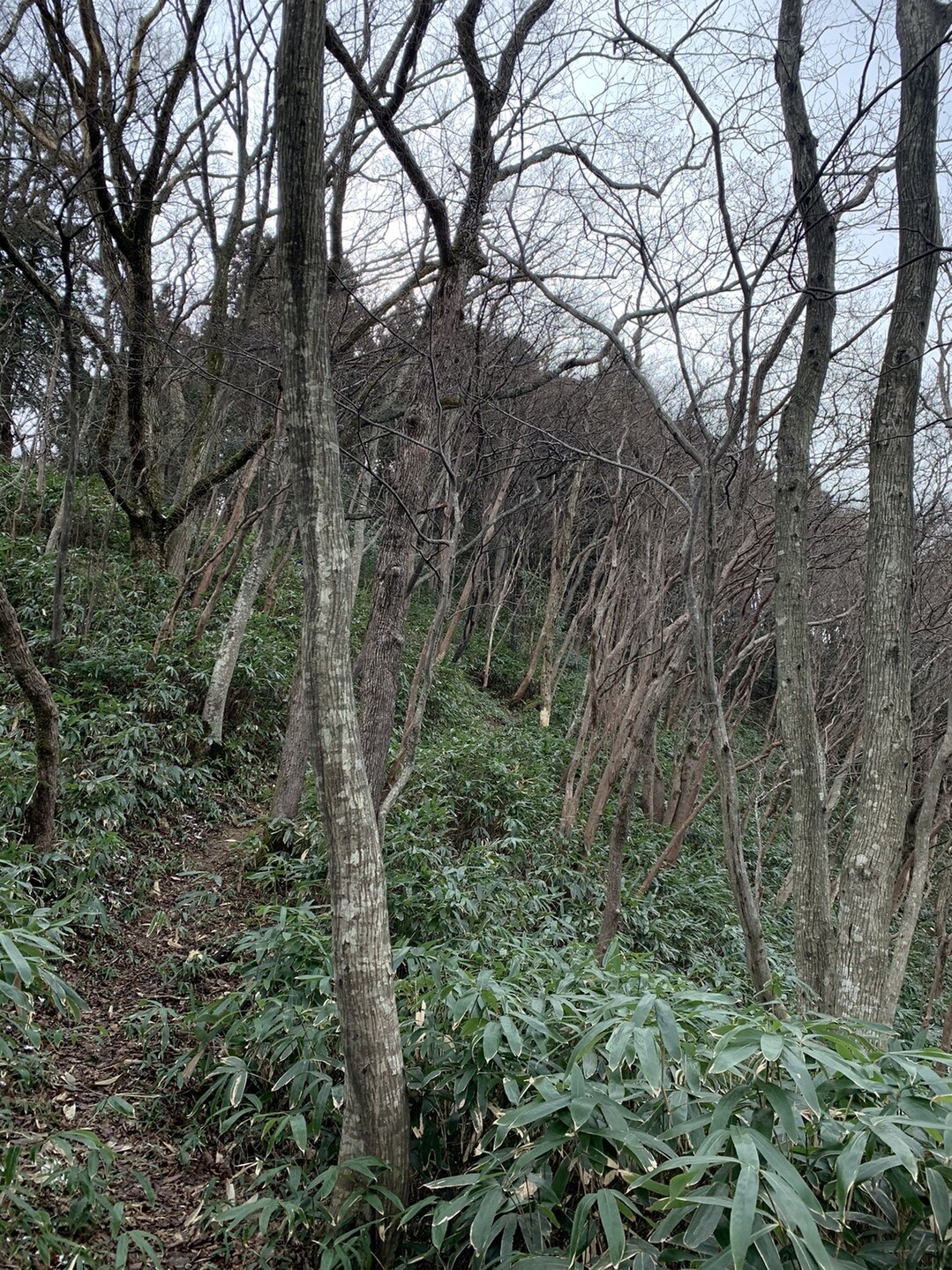 天狗山 熊野大社の元宮の山 Junjunさんの松江市の活動日記 Yamap ヤマップ