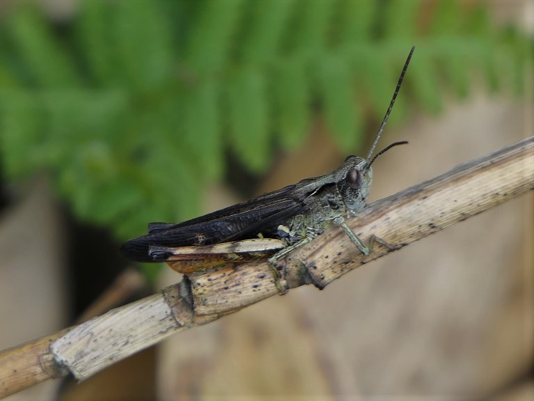 不溜山 乗幸山 鹿 蝶 トンボ 鳥ロードにヤブコギと新しい道も Denaliさんの富栄山 大空山の活動日記 Yamap ヤマップ