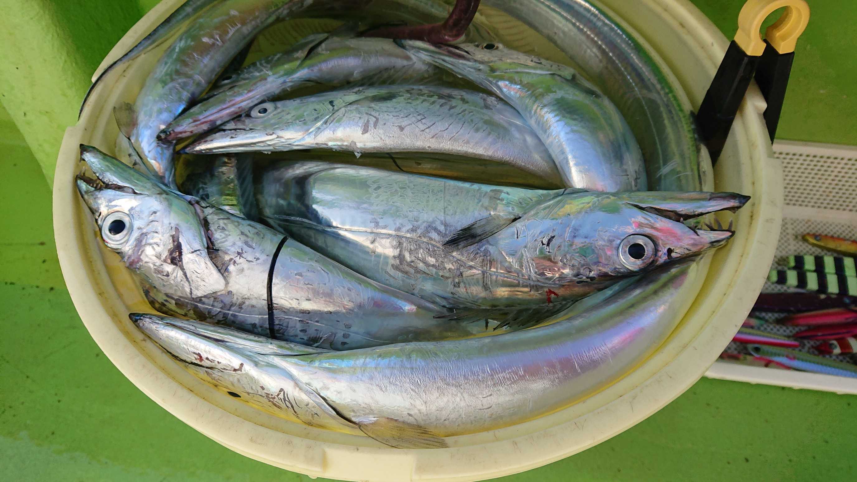 観音崎冬季太刀魚 渡辺釣船店 よっちゃんさんの横浜市 中央エリアの活動データ Yamap ヤマップ