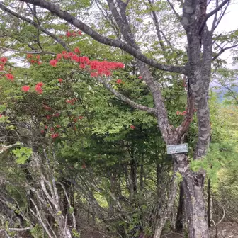 着きましたー！千本ツツジ山。
シーズン前かな？少ししか咲いてませんでしたが達成感からかお花が美しく見えました😍
