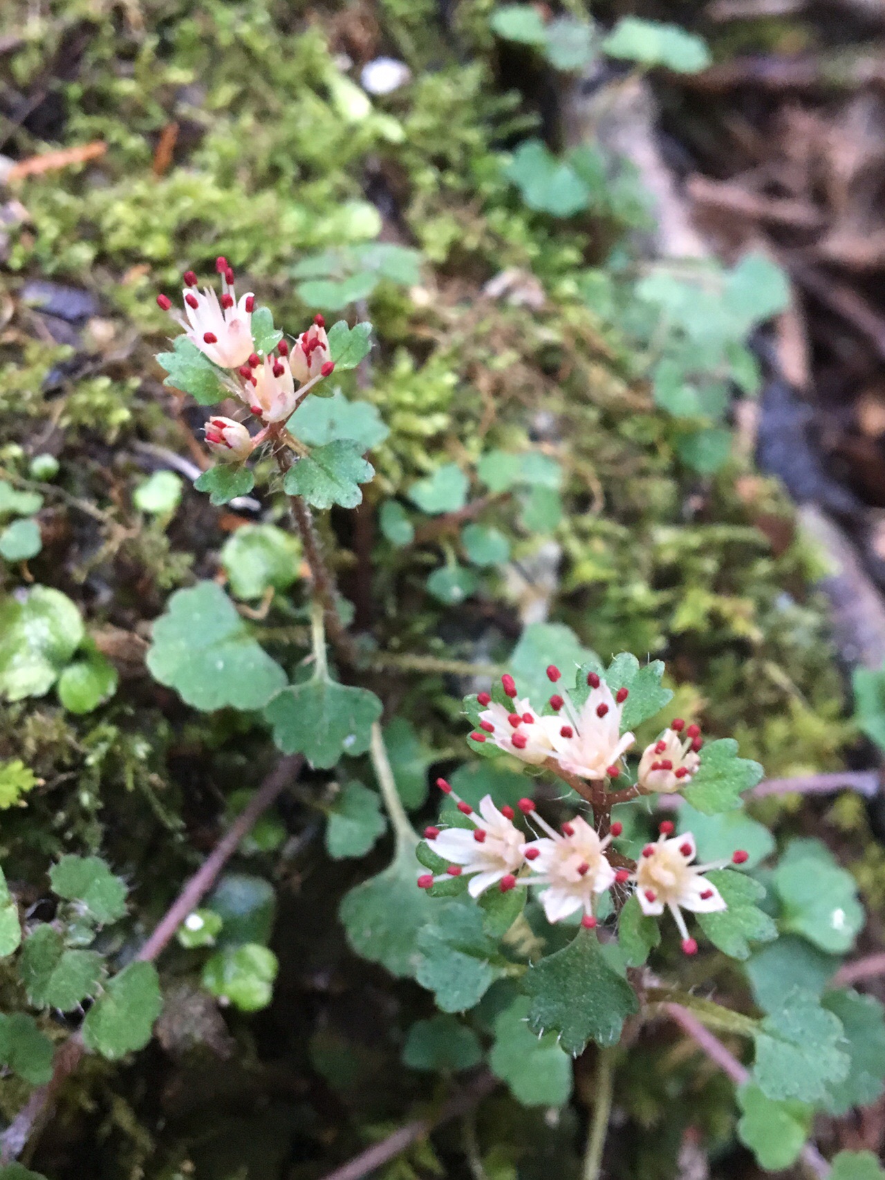 きみに会えてよかった 西野カナ しつこい Y Takaさんの金剛山 二上山 大和葛城山の活動データ Yamap ヤマップ