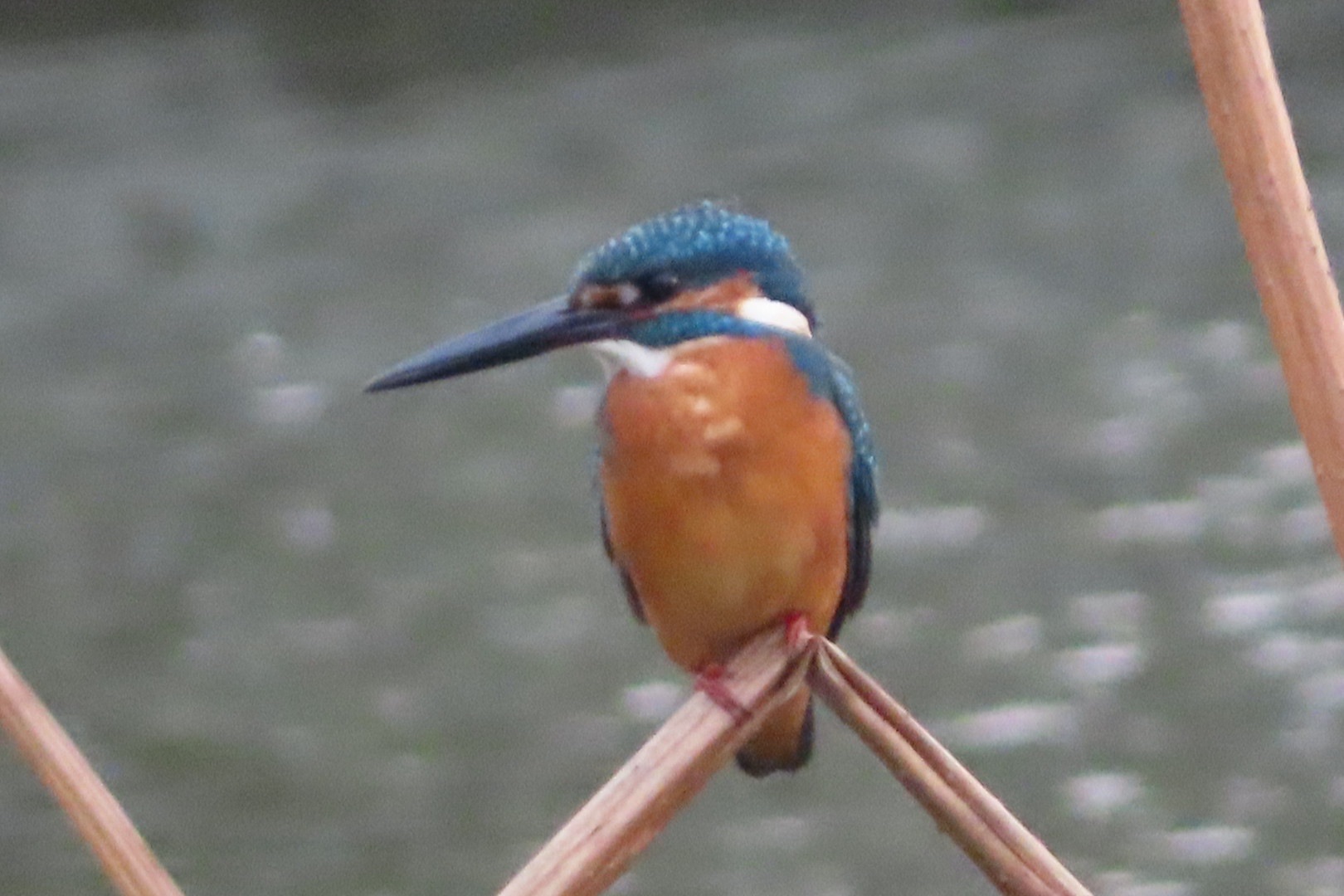 久宝寺緑地公園で鳥散歩 Otaksaさんのウォーキングの活動データ Yamap ヤマップ