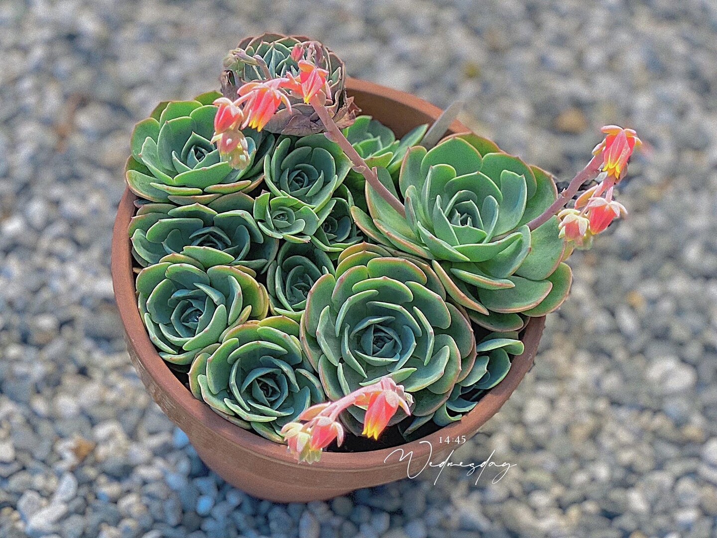 多肉植物　七福神