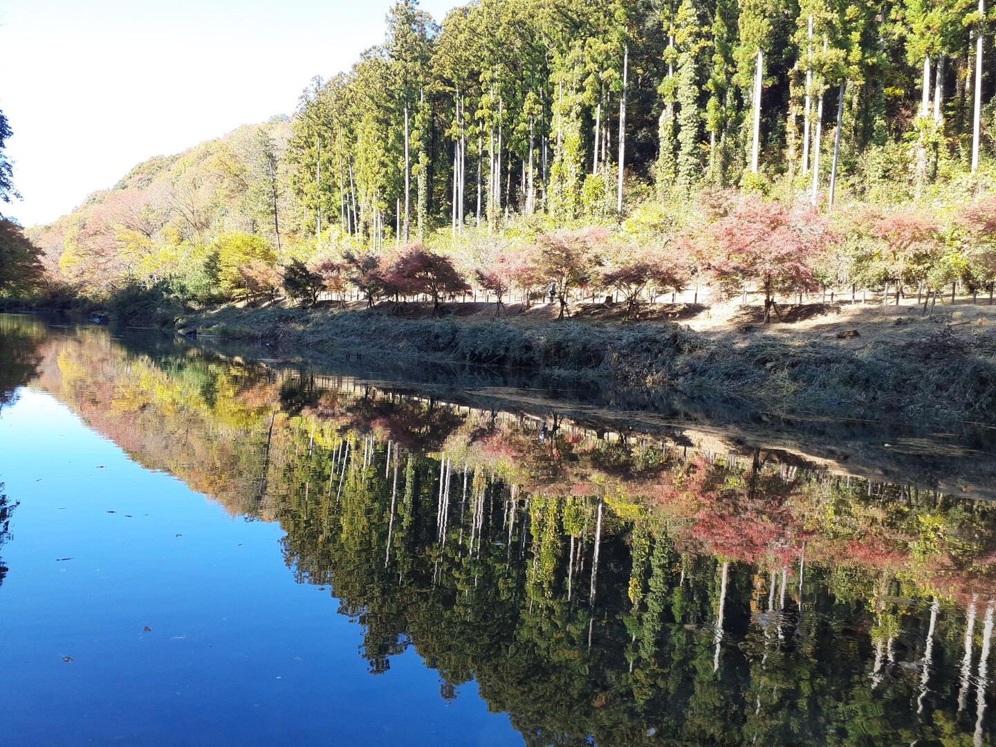 嵐山渓谷・大平山 / きよちゃんさんの武蔵嵐山・大平山・仙元山の活動データ YAMAP / ヤマップ