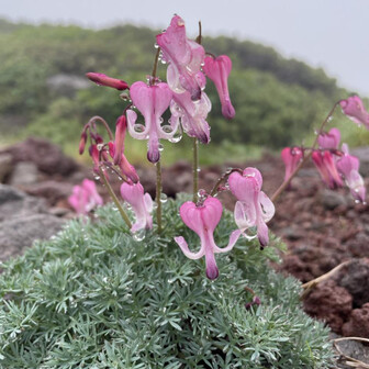 ユリックスター