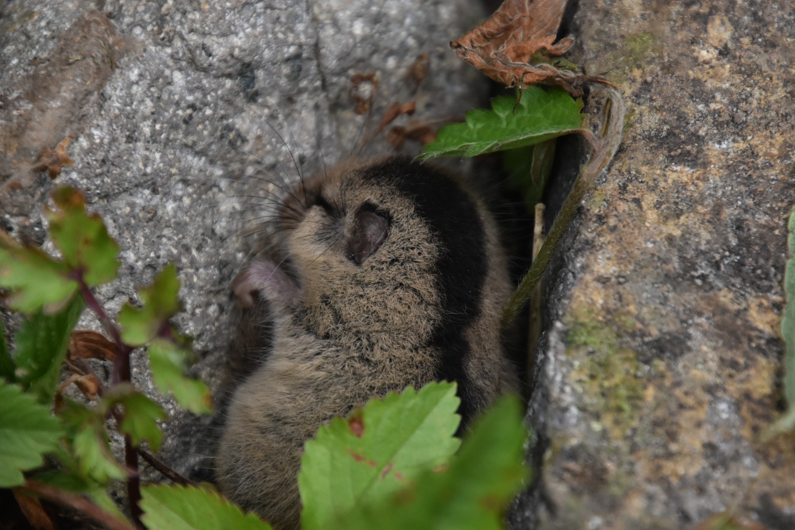 ヤマネに会えた浅草岳 ひろりんさんの浅草岳 鬼ヶ面山の活動データ Yamap ヤマップ