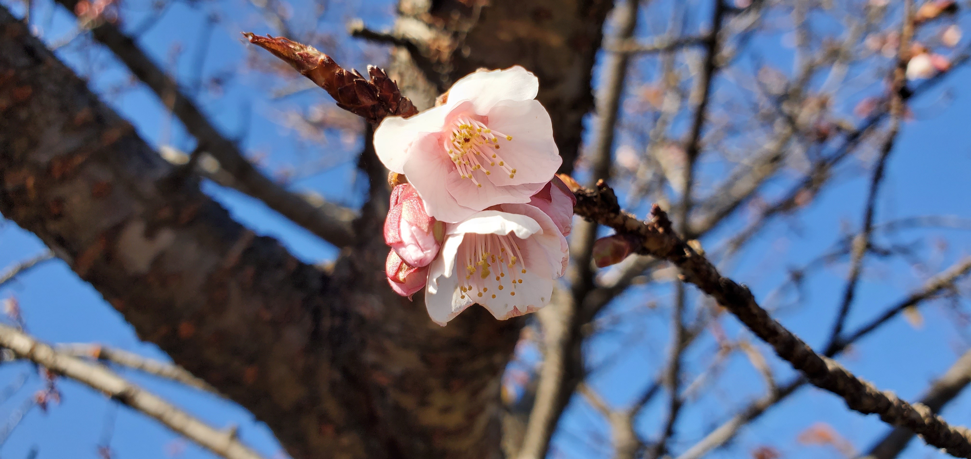 河津桜 に誘われﾒｼﾞﾛ 木曽三川公園 ｱｲｽﾁｭｰﾘｯﾌﾟ ズルベ さんの多度山 美濃松山 石津御嶽の活動データ Yamap ヤマップ