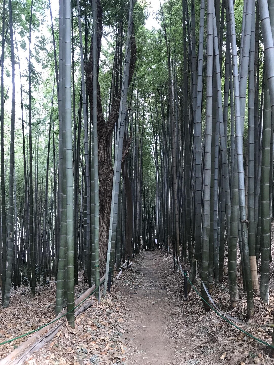 東生田自然遊歩道2 / izumi8001さんのウォーキングの活動データ YAMAP / ヤマップ