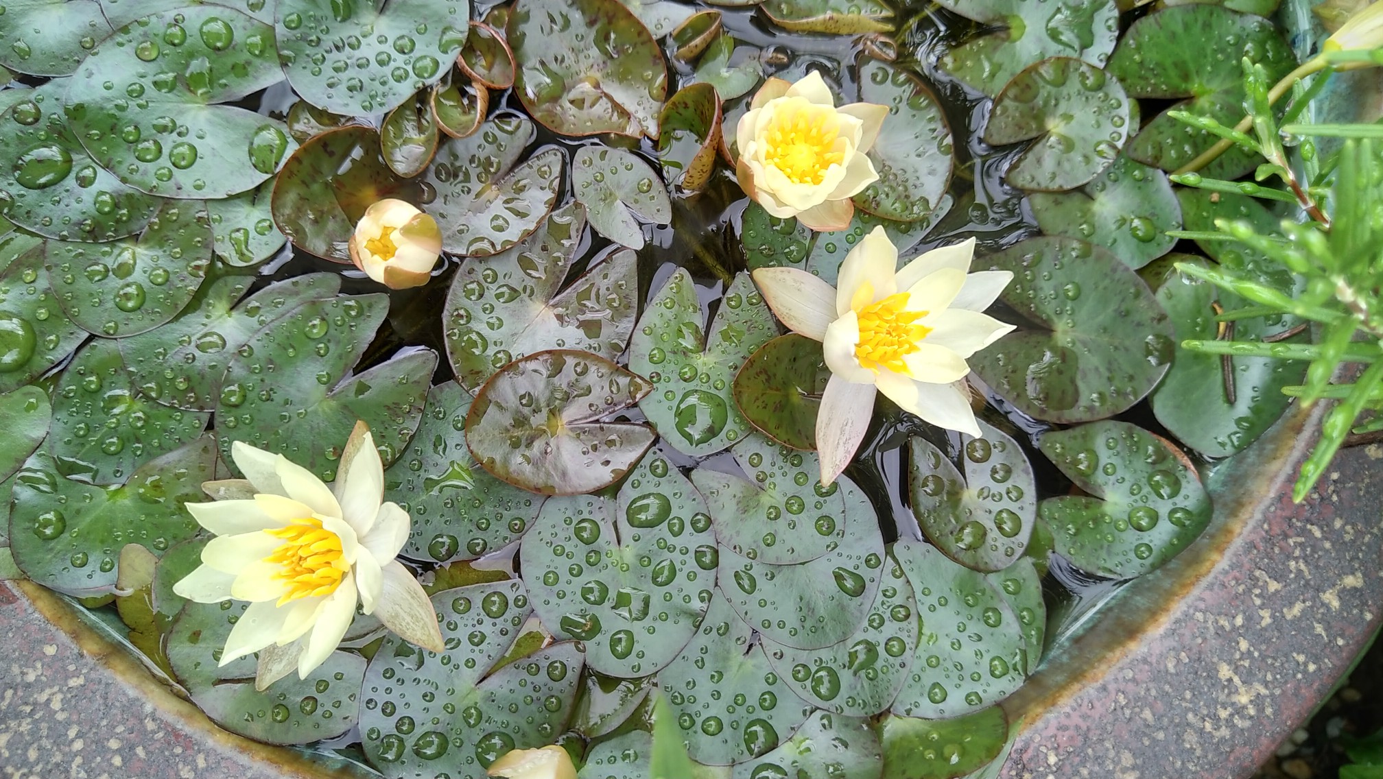 大山レンゲを見に高田寺 京都府木津川市 19 07 01 Ootakahiko さんの三上山 京都府木津川市 の活動日記 Yamap ヤマップ