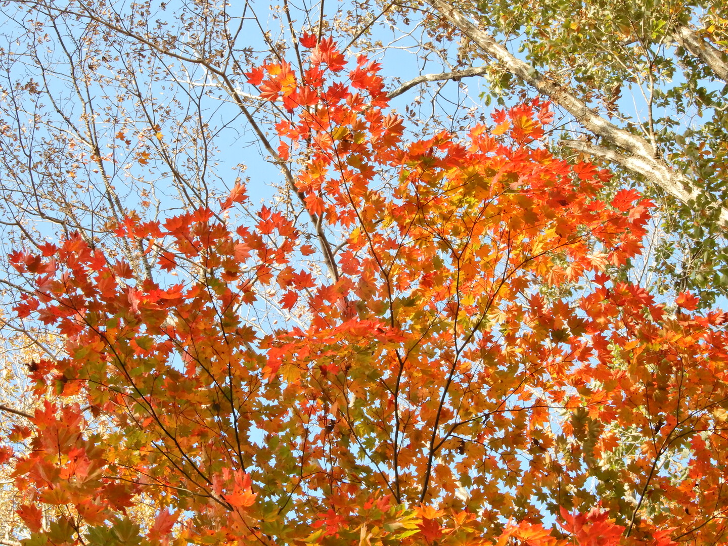 太白山 金剛沢 治山の森 紅葉の里山を歩きました Katuさんの太白山 萱ヶ崎山 蕃山の活動日記 Yamap ヤマップ