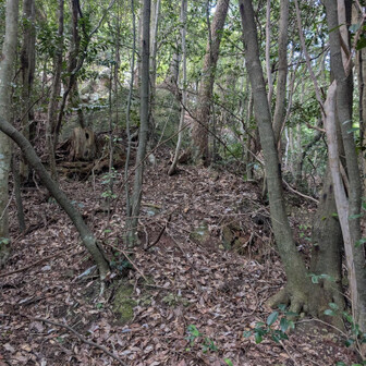 ヤツの気配を感じる（ビビってるだけ）