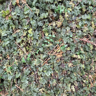 熊野古道 小辺路 この苔も何？