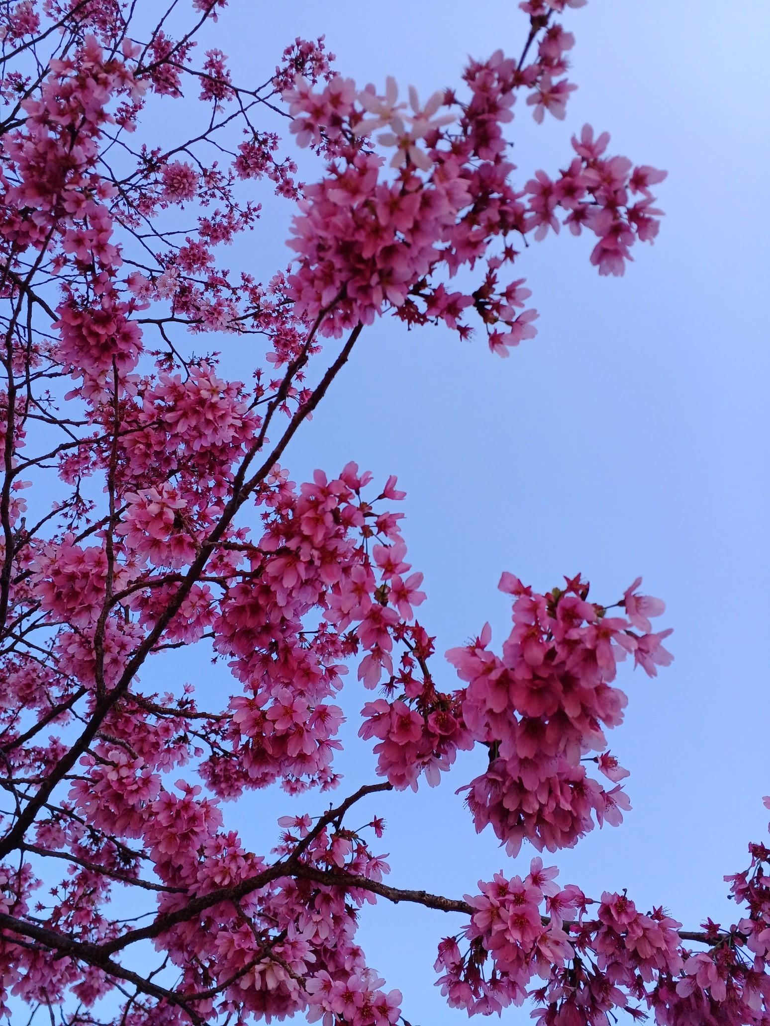 雅桜「みやびざくら」? 雅子さまにゆか... / hiroさんのモーメント 