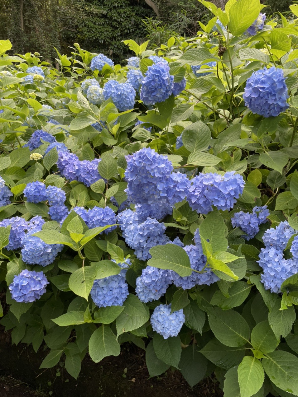生駒山 あじさい 21 06 Yamamotoさんの生駒山 神津嶽 大原山の活動データ Yamap ヤマップ