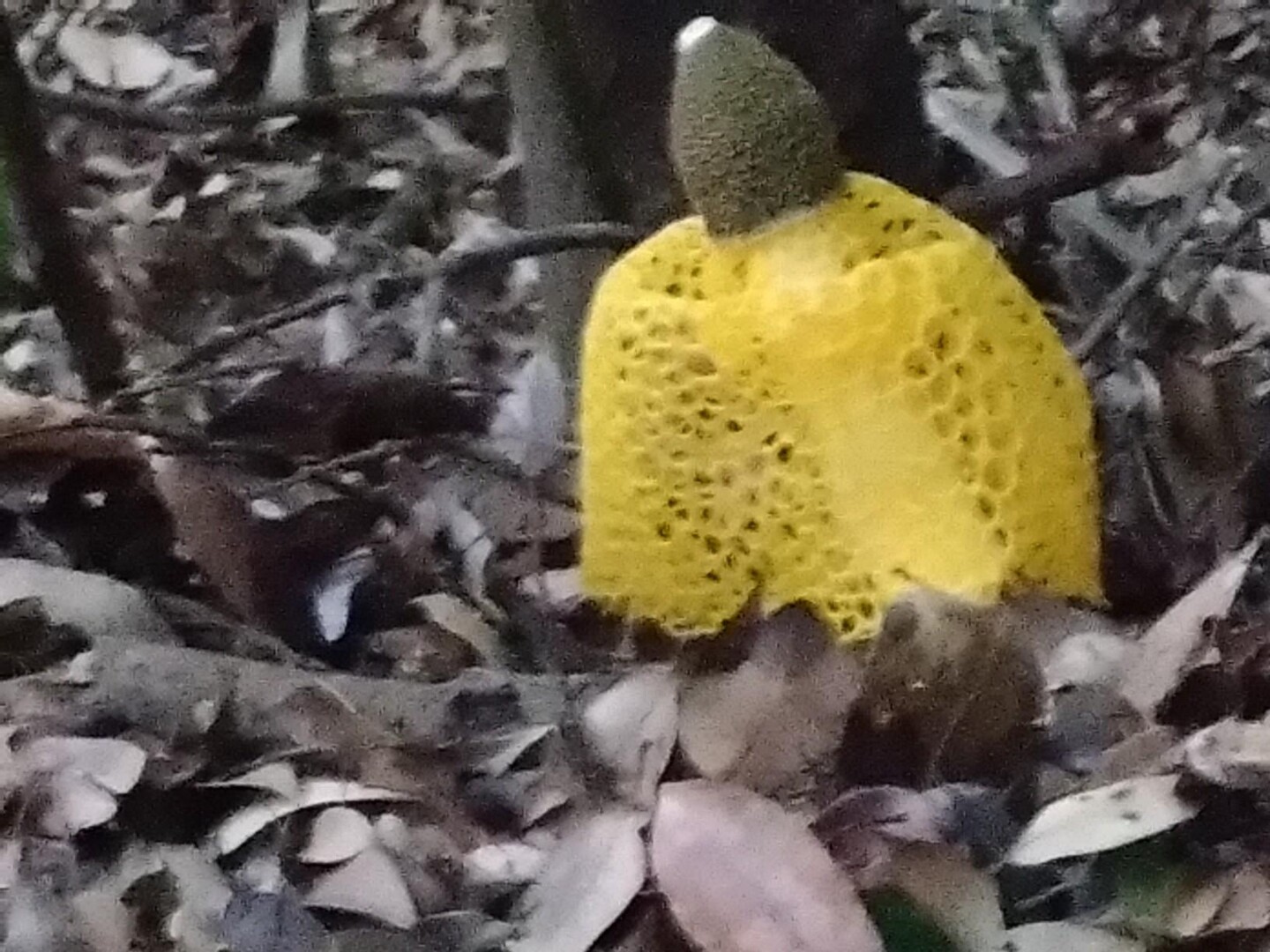 城山(朝のキヌ様） / トニーさんの湯川山・城山・孔大寺山の活動データ YAMAP / ヤマップ