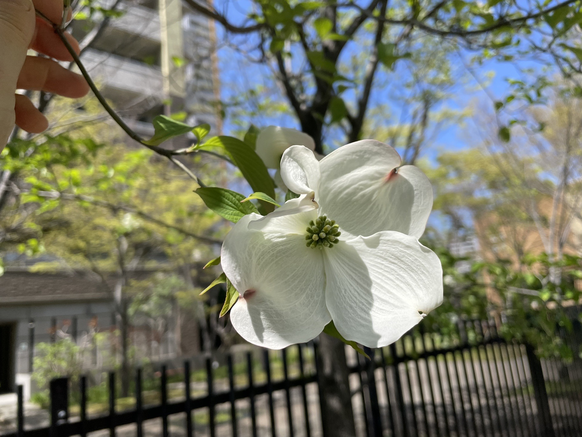 ウォーキング 22 04 16 なでしこさんのウォーキングの活動日記 Yamap ヤマップ