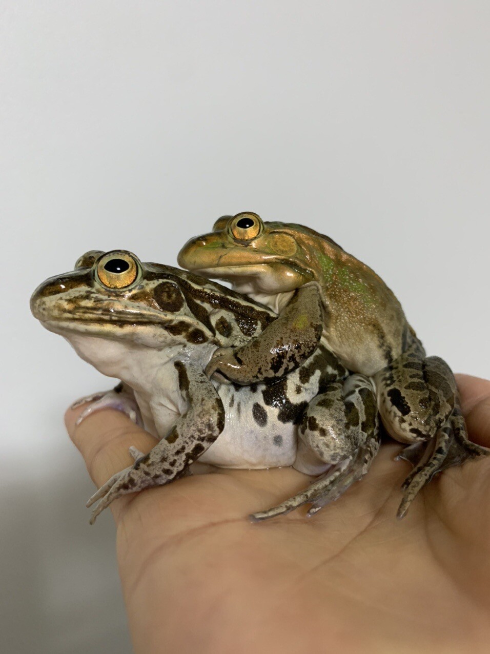 カエルの卵 苦手な方はゴメンなさい ごまさんのモーメント Yamap ヤマップ