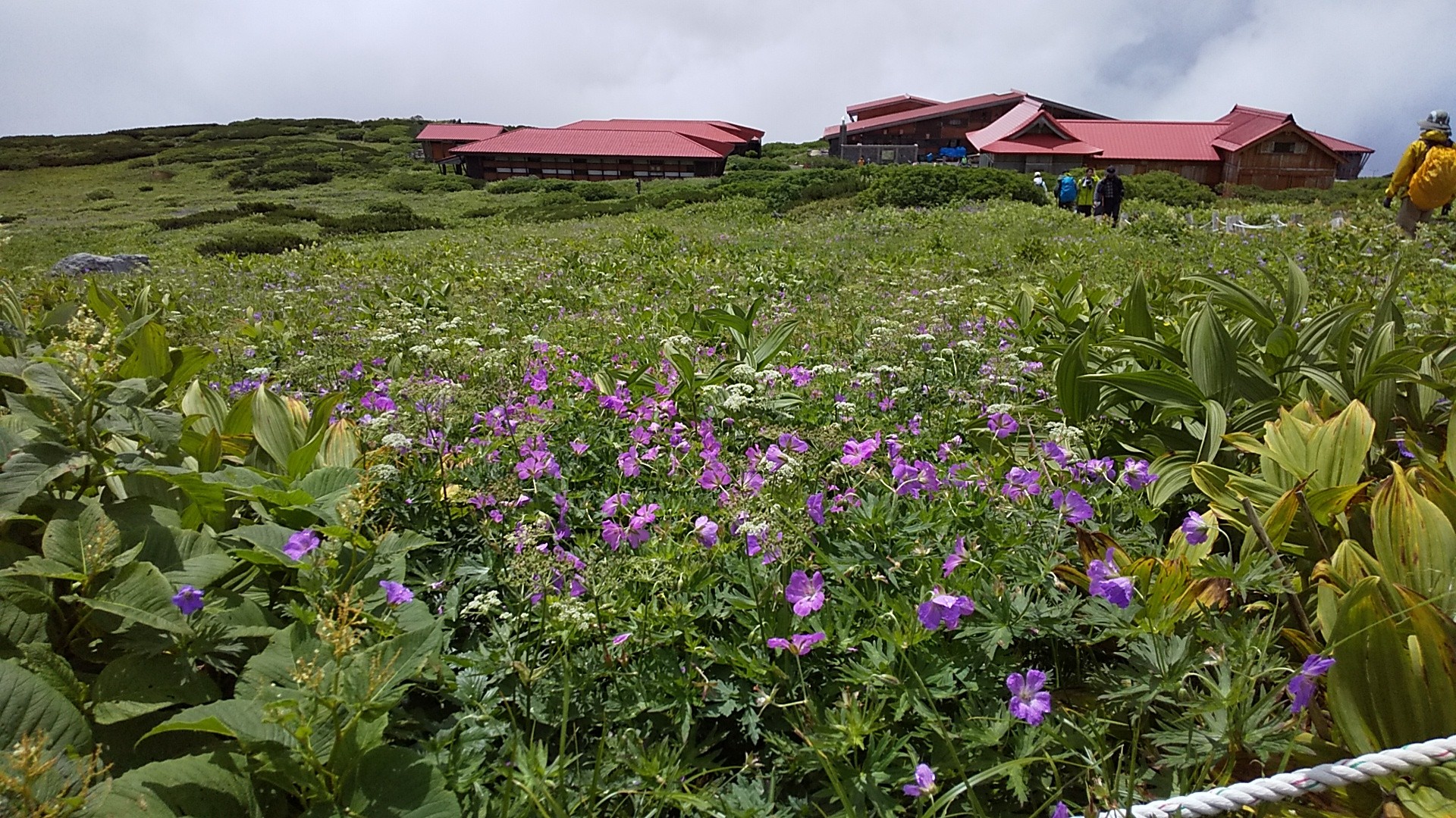 花の百名山 白山 別山周回 ナビさんの白山 別山 銚子ヶ峰の活動データ Yamap ヤマップ