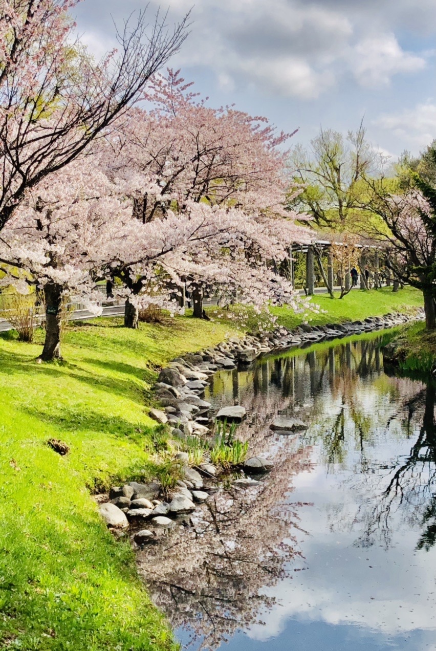 中島公園桜 散歩 ゆうじさんの札幌市の活動データ Yamap ヤマップ