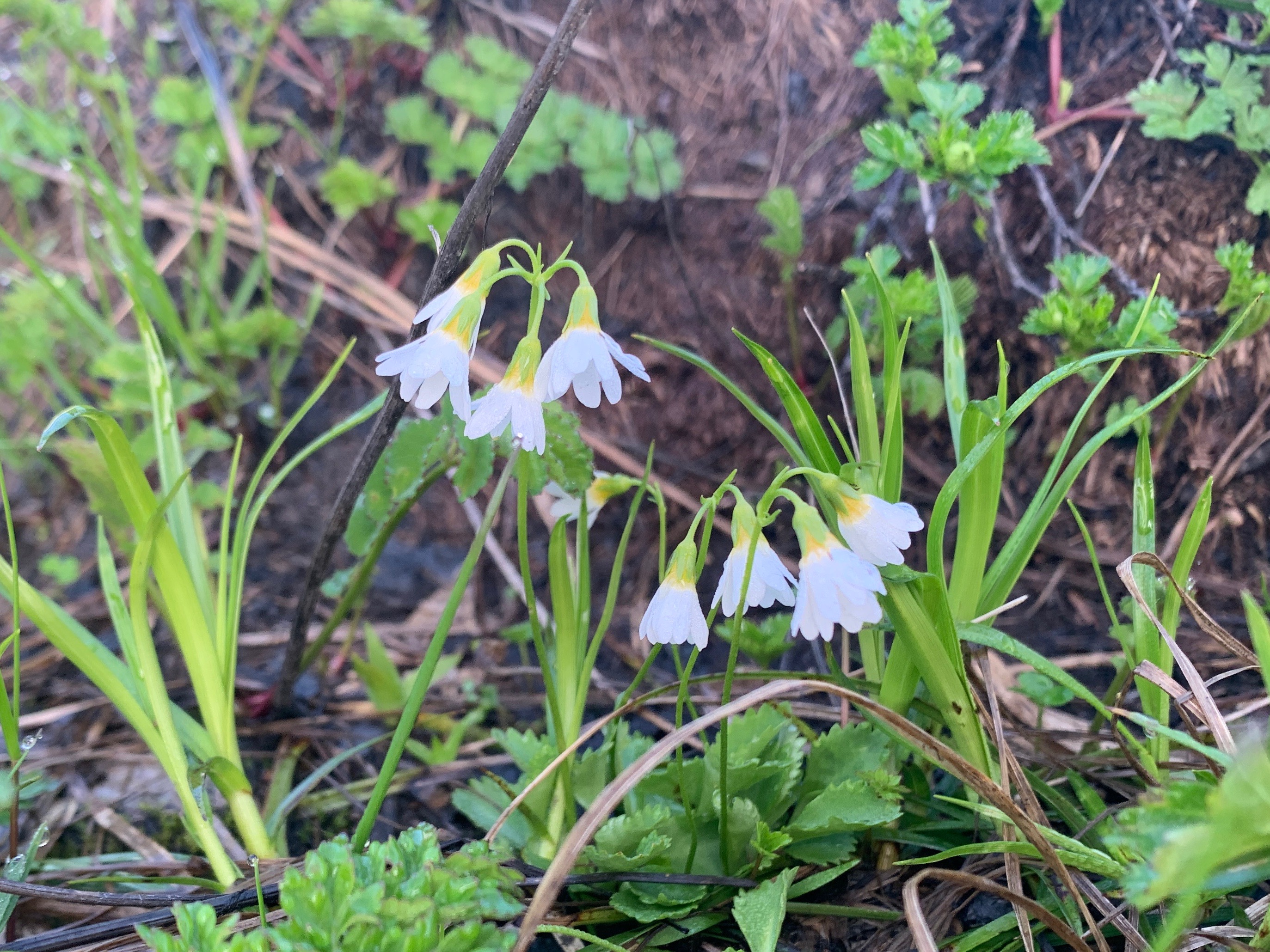 百花繚乱の鳥海山でひやひやエクストリーム書道 のんのんさんの鳥海山 七高山 笙ヶ岳の活動日記 Yamap ヤマップ