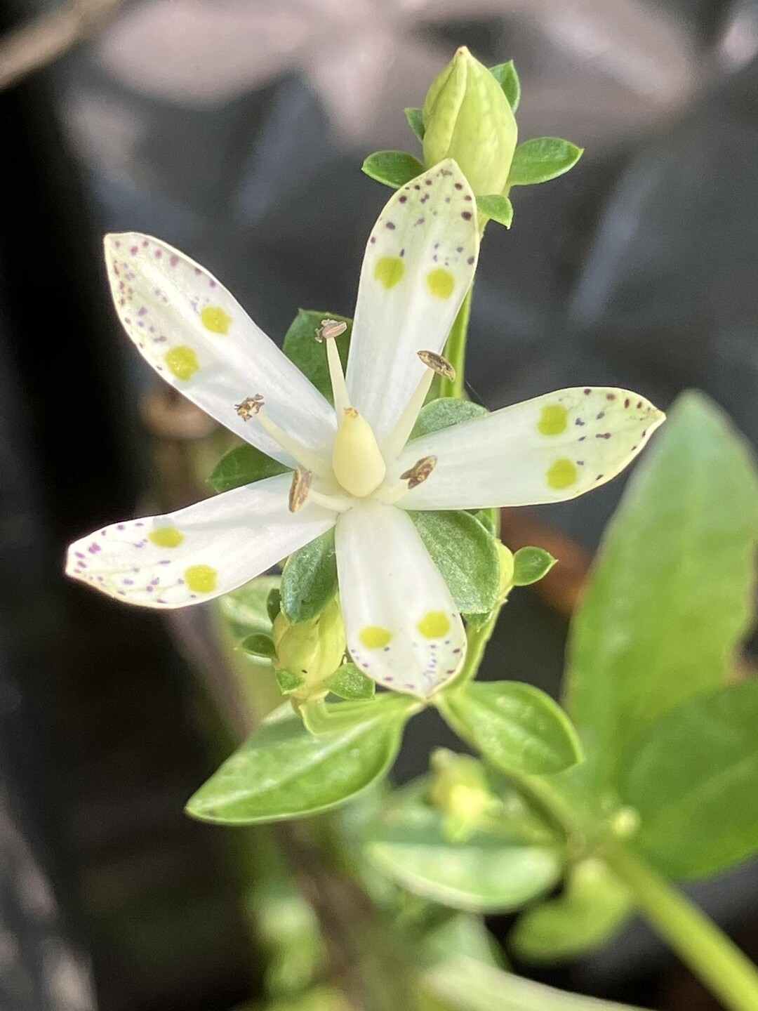 玉の木原水芭蕉群生地 / APKOさんのウォーキングの活動データ YAMAP / ヤマップ