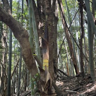 五井山・宮路山・御堂山 筍が竹に成長中！初めまして見た😳
