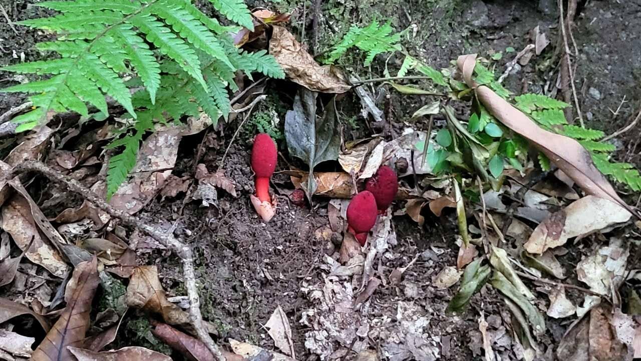 【ツチトリモチ】 とっても珍しい植物を... / 静吉＠Channelさんのモーメント YAMAP / ヤマップ