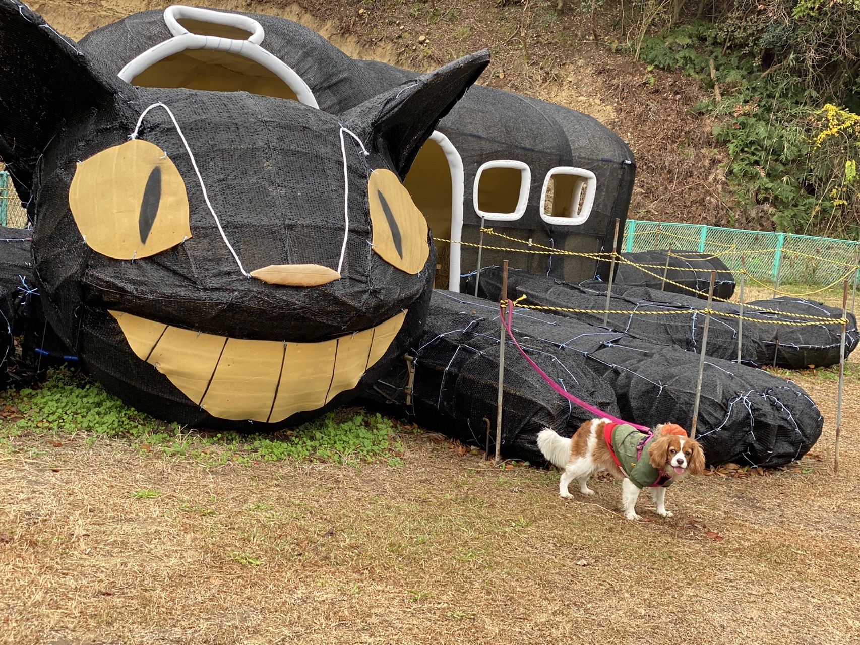 山の猫2。。 F3号キャンバス 山の猫2。。 F3号キャンバス 山の猫2。。 F3号キャンバス