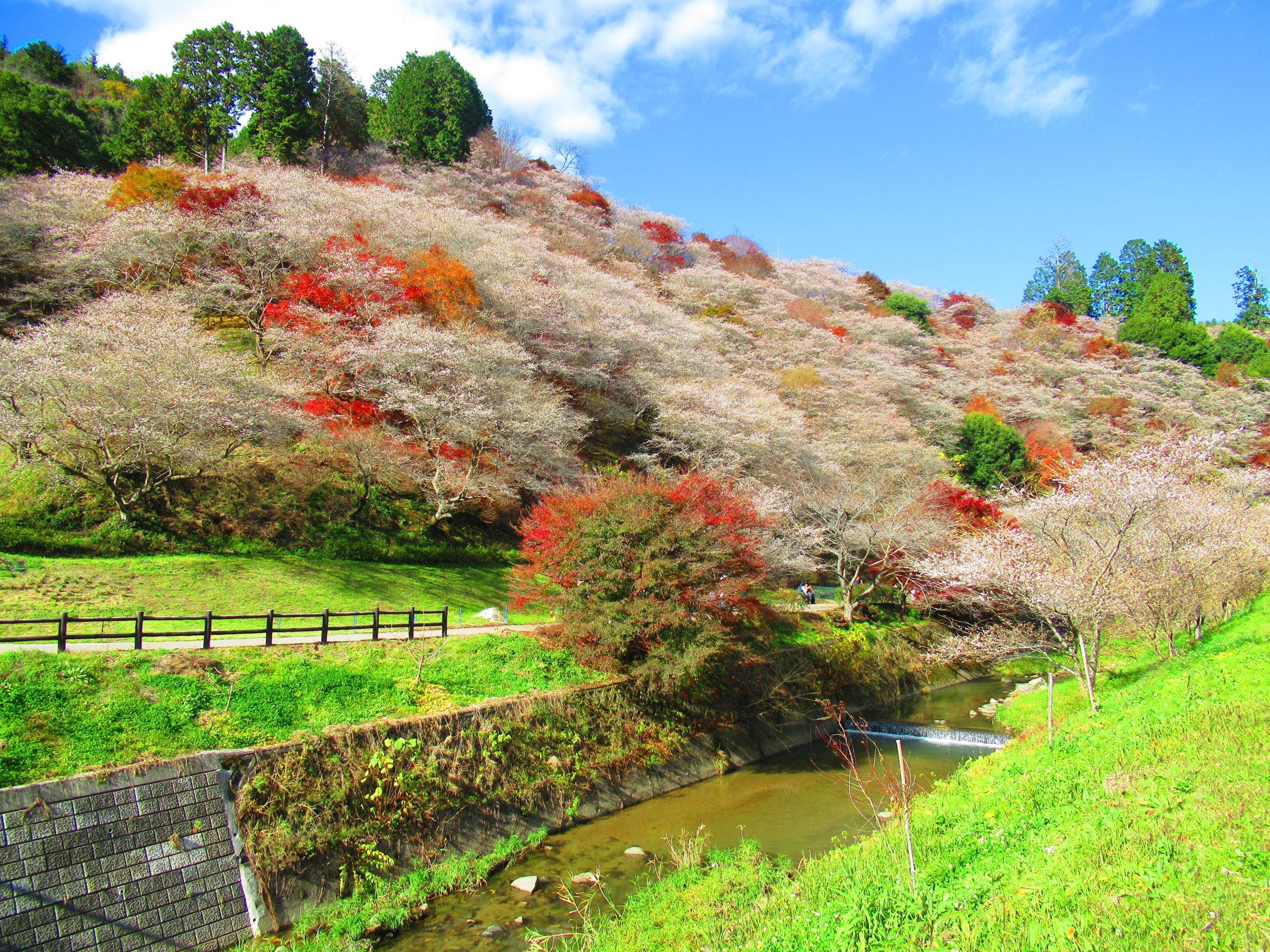 川見四季桜の里 ちょいさんの蚕霊山の活動データ Yamap ヤマップ