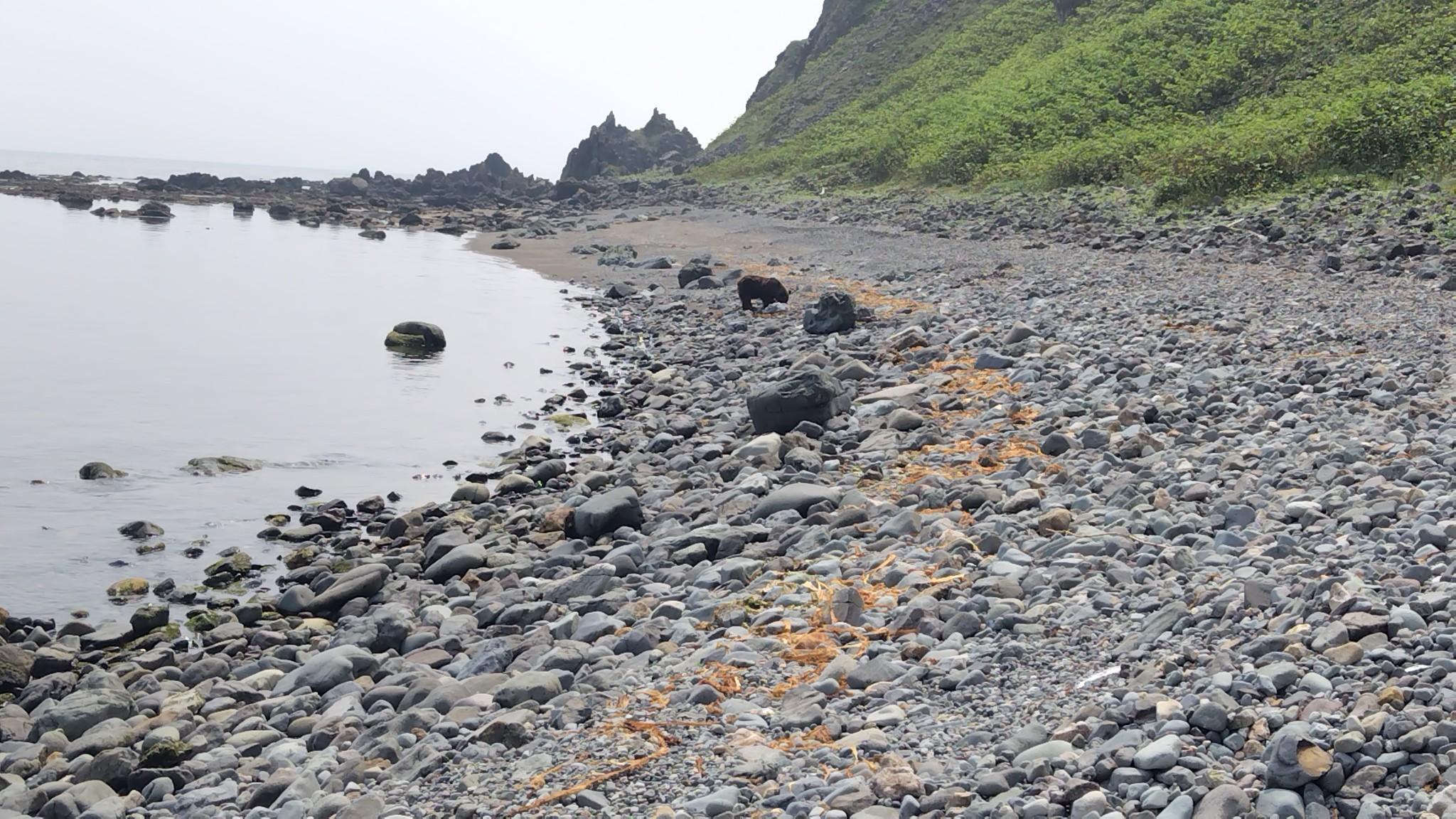 赤岩周辺は熊の出没エリアだそうですが、今年はあまり熊が海岸まで出現してないそうです。
Ｙさん曰く「去年かなりの数を狩ったからではないか」とのこと。