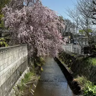 駅前に綺麗な枝垂れ桜
