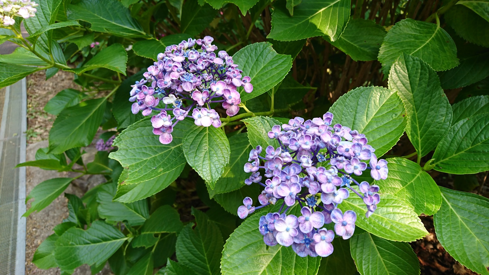 松山総合公園 紫陽花 ぶっちさんの松山市 南エリア の活動日記 Yamap ヤマップ