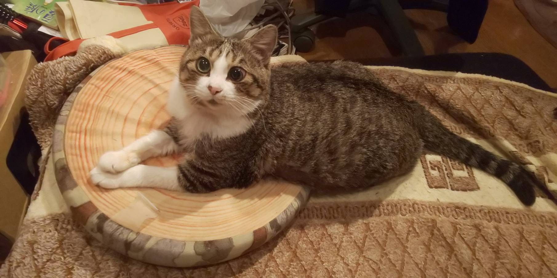 エリ ありがとう これからもずっと S Myak エリゴンズさんの松戸市の活動データ Yamap ヤマップ