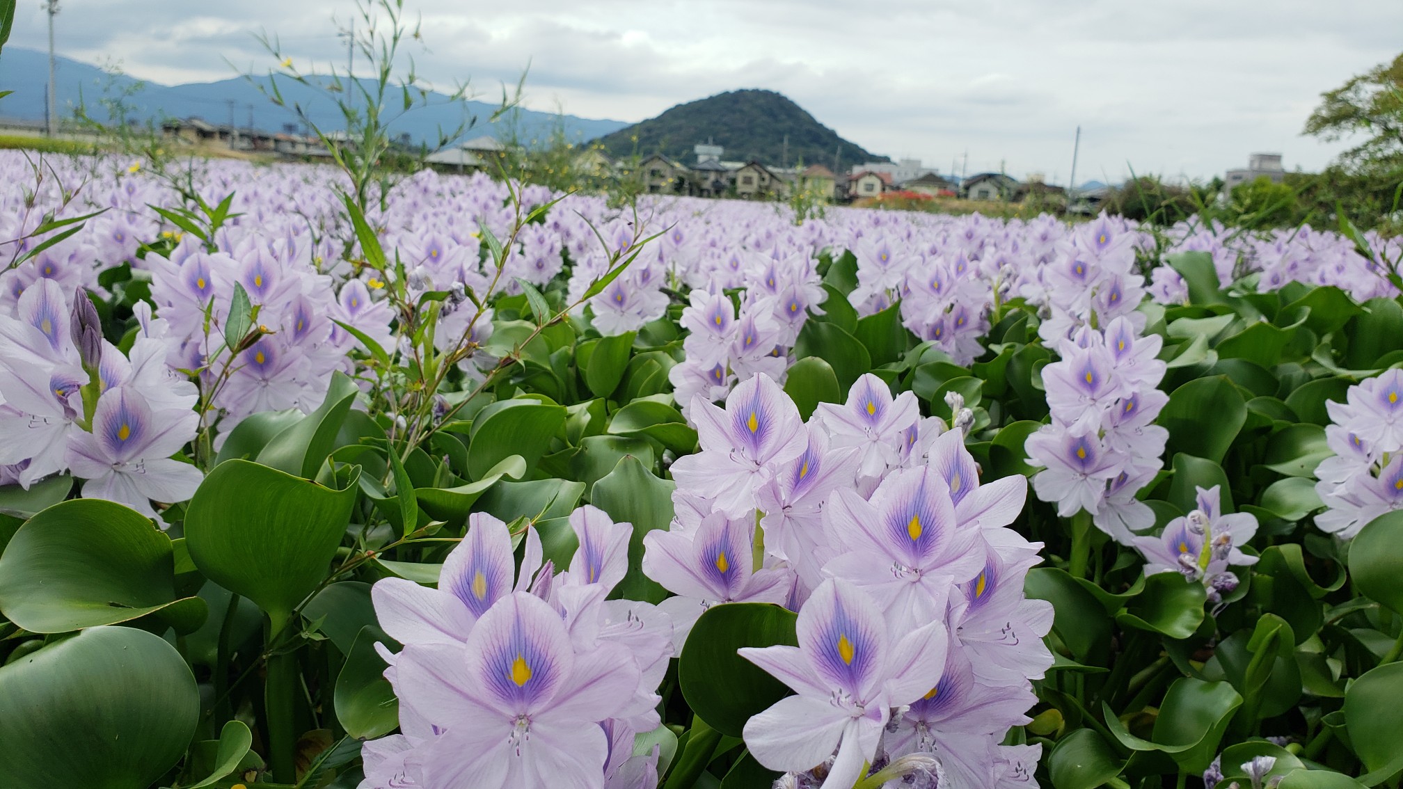 ホテイアオイと大和三山 橿原神宮前駅 畝傍山 本薬師寺跡ホテイアオイ 天香久山 藤原宮跡 耳成山 大和八木駅 みっちゃんさんの大和三山 天香久山 畝傍山 耳成山 の活動データ Yamap ヤマップ