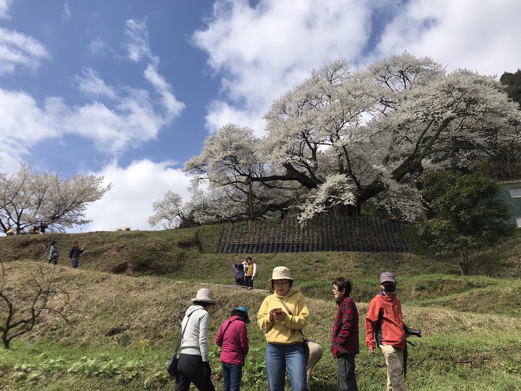 三隅大平桜が満開 03 29 なでしこさんの石見銀山 仙山 仙ノ山 大江高山の活動データ Yamap ヤマップ