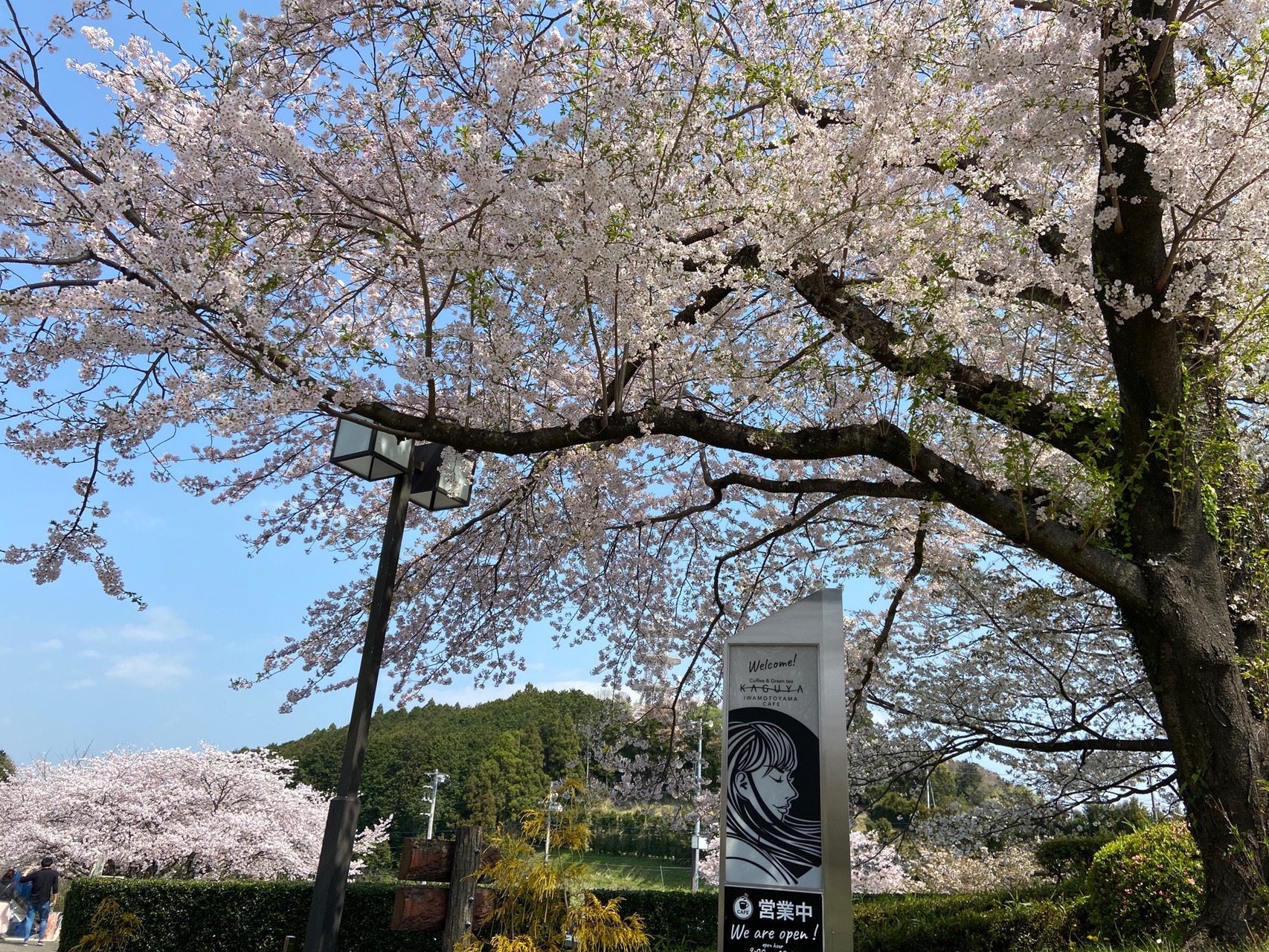 桜ウォーキング 岩本山 明星山 レヴォーまーさんの岩本山 明星山 静岡県 の活動データ Yamap ヤマップ