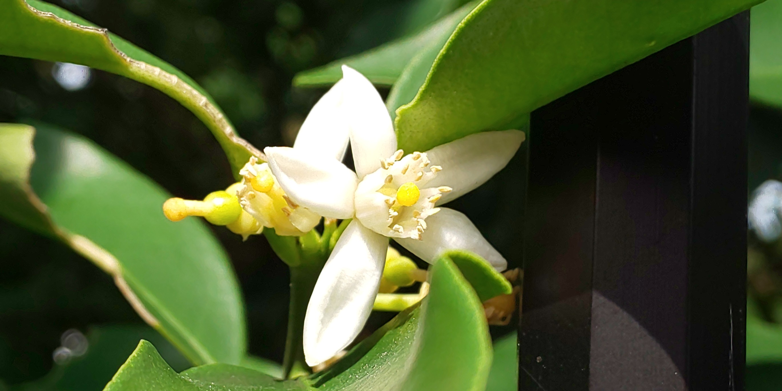 街中ウォーキング 西公園 荒津山 大濠公園 Jijiさんの 公式 福岡市 防災情報含む の活動日記 Yamap ヤマップ